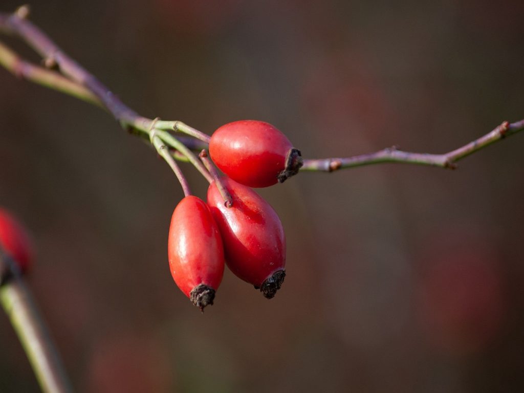 লুপ্তপ্রায় ফল