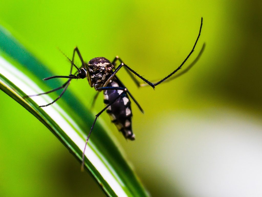ম্যালেরিয়া 3