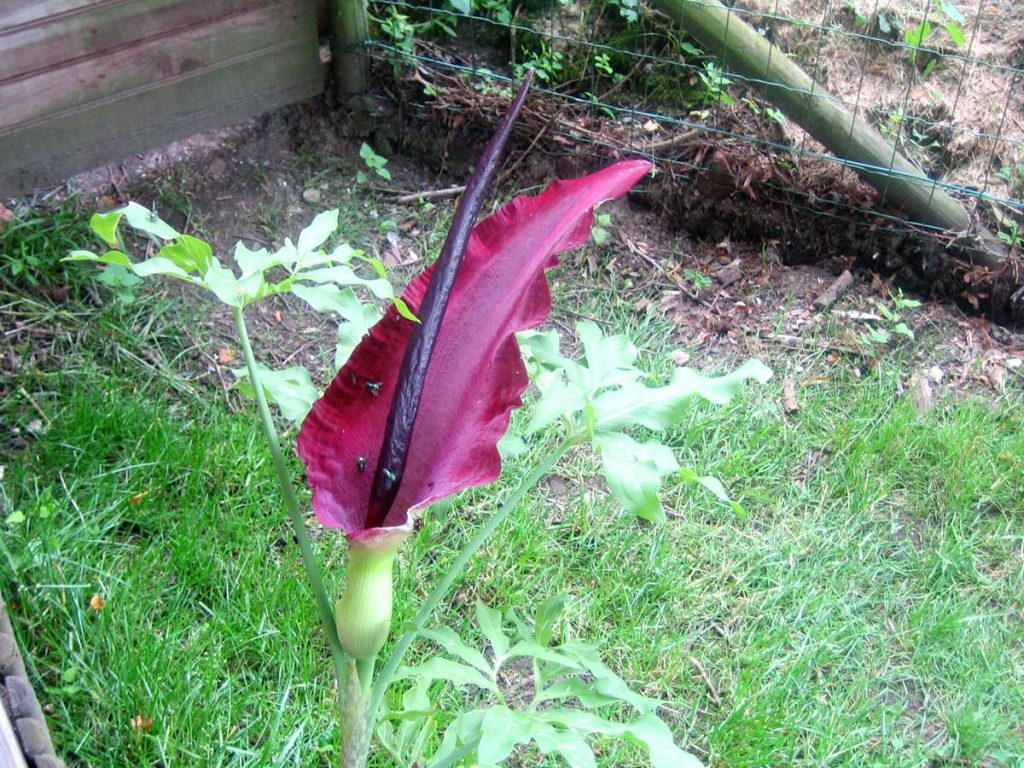 ড্রাকুনকুলাস ভালগারিস