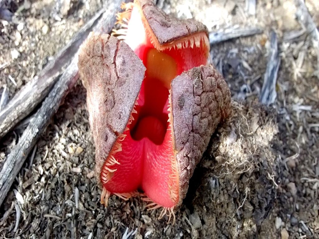 হাইডনোরা আফ্রিকানা