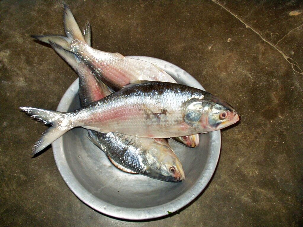 ইলিশ