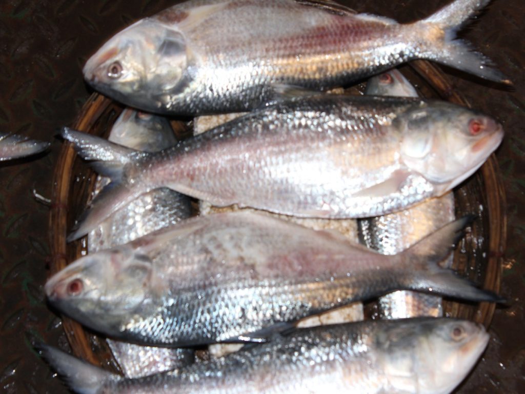 ইলিশ