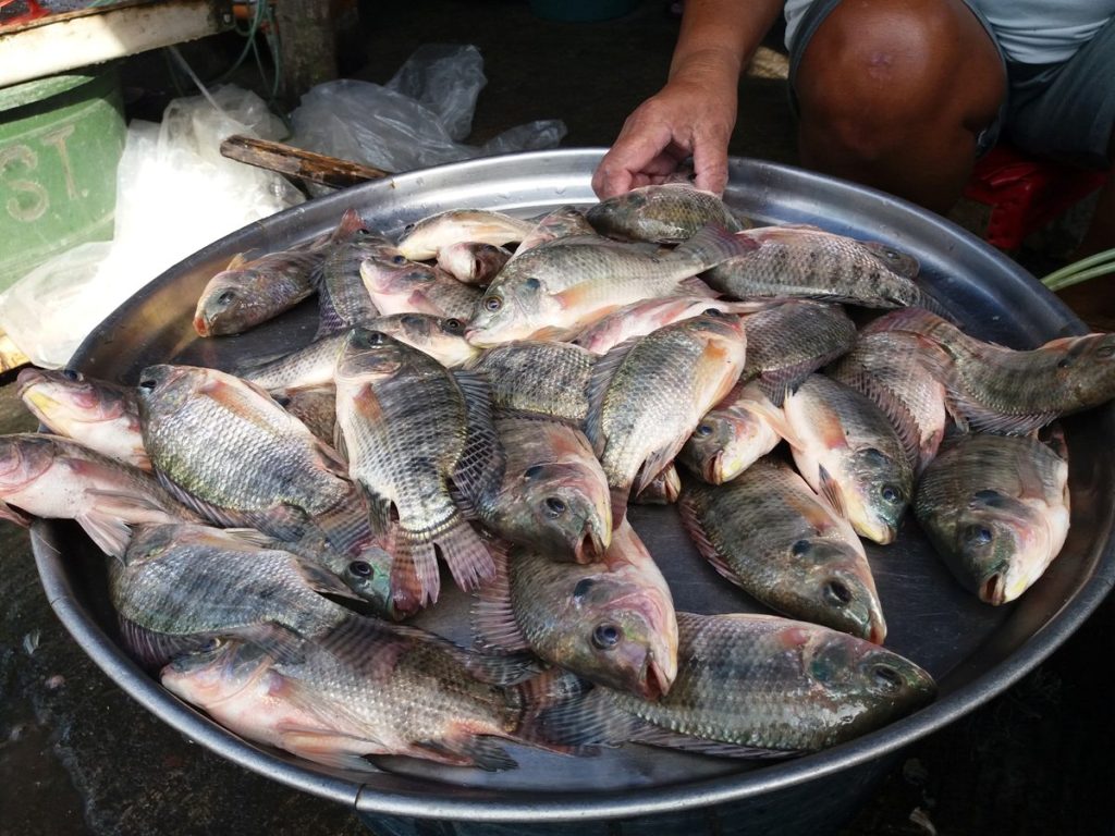 তেলাপিয়া