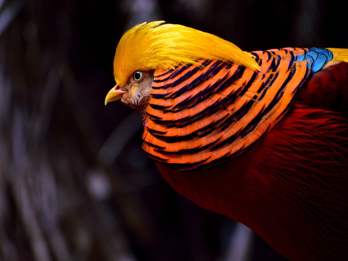 golden pheasant – Image by Pixabay