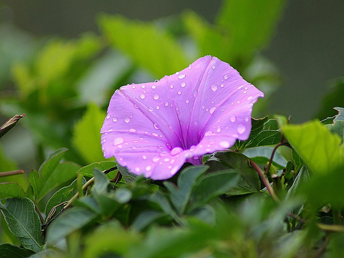 ফুল