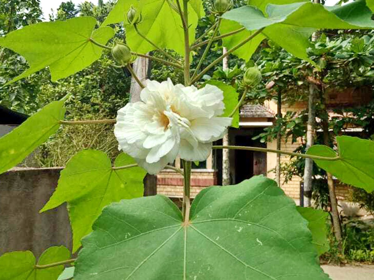 ফুল