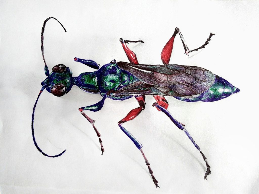 Jewel wasp