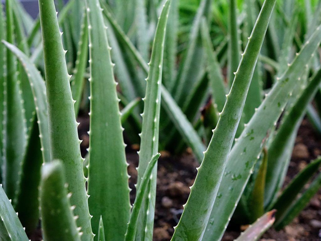 aloe vera 2690259 12801