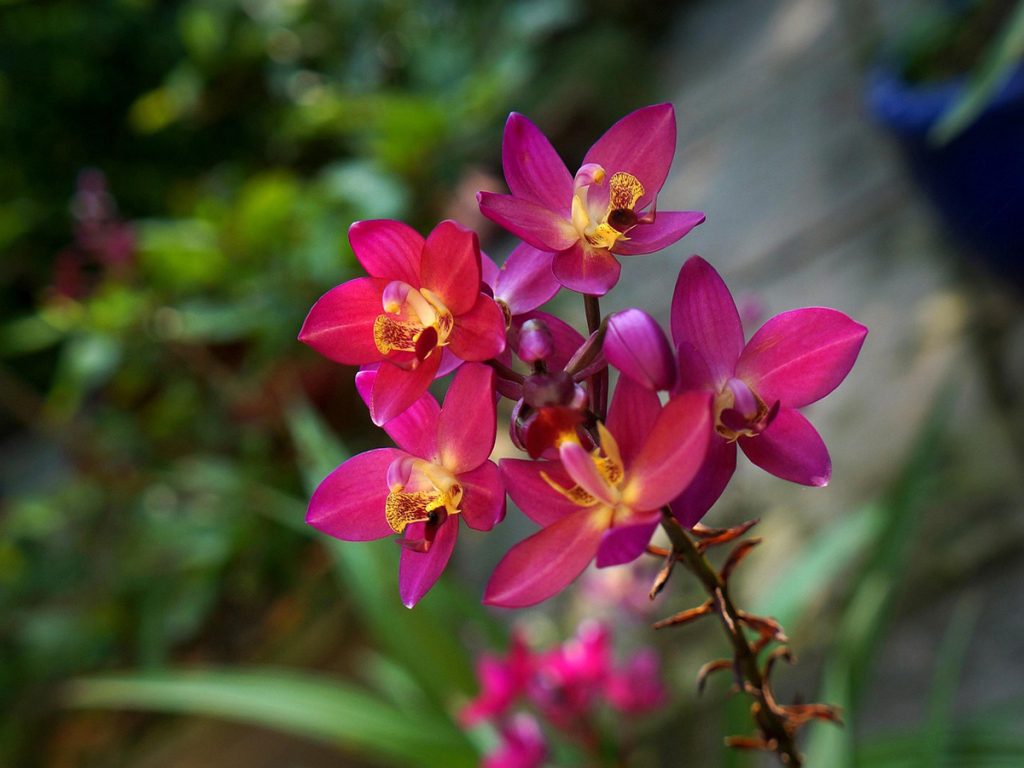 orchid 2760635 12801