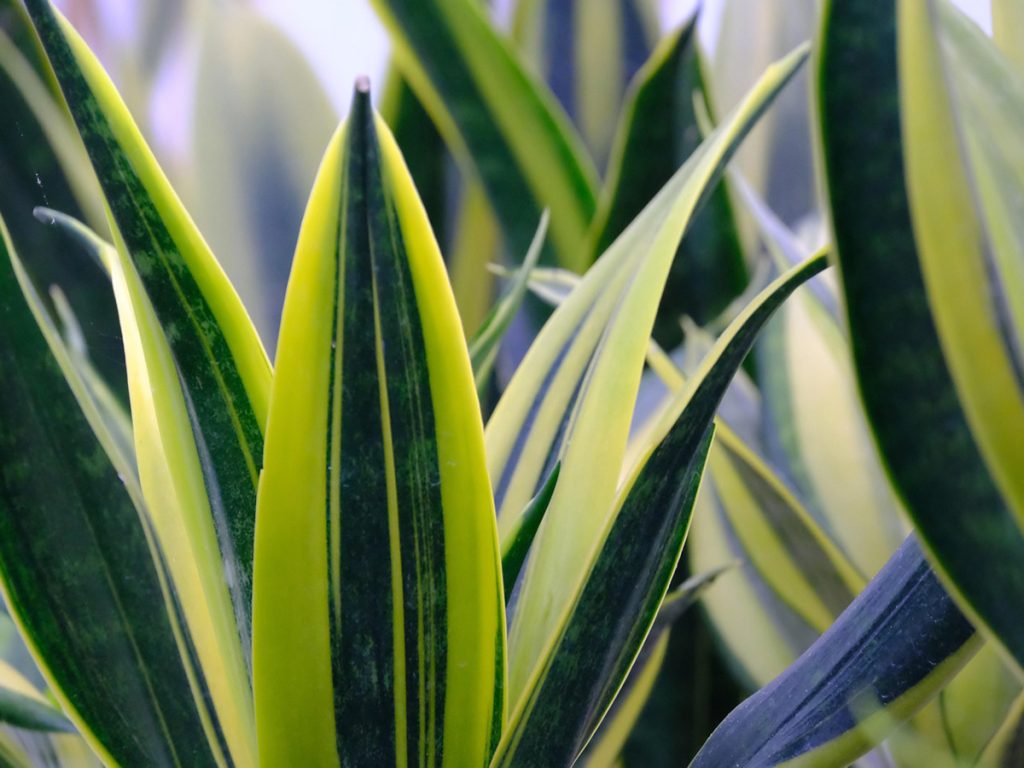 sansevieria 7385720 12801
