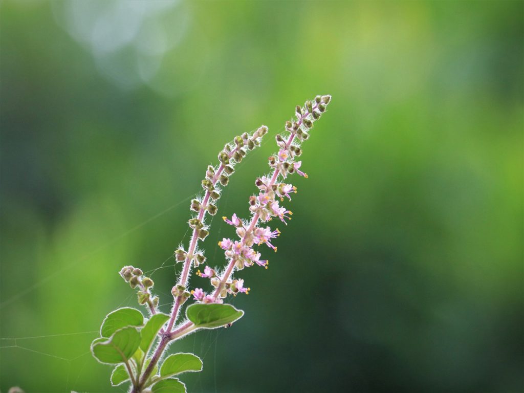 tulsi 4850177 12801