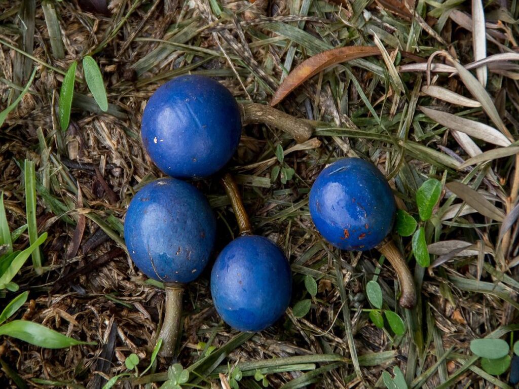 blue quandong