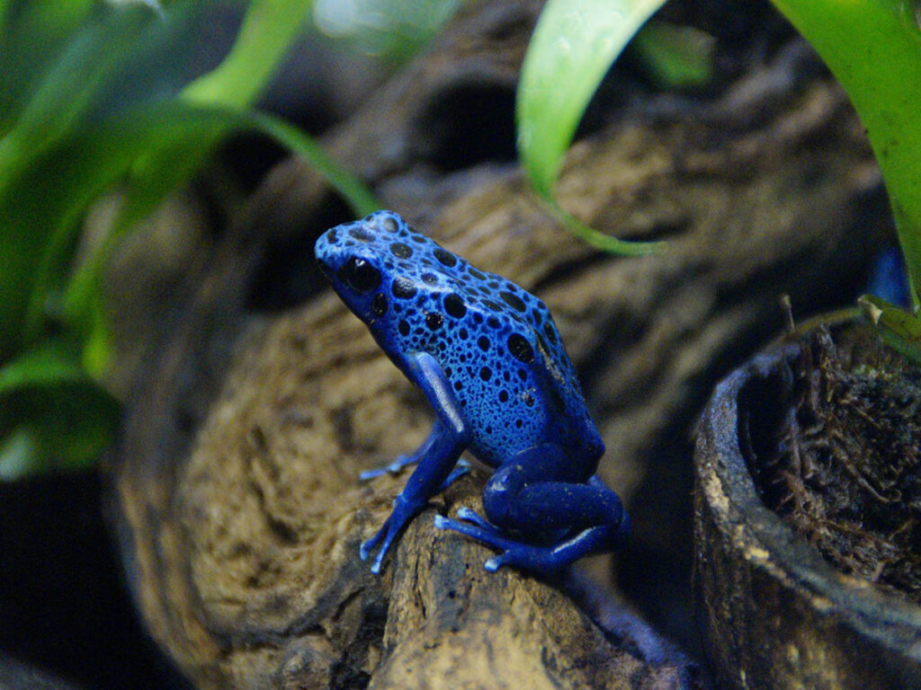 Blue Poison Dart Frog