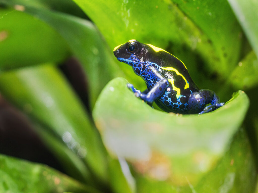 Dyeing Poison Dart Frog