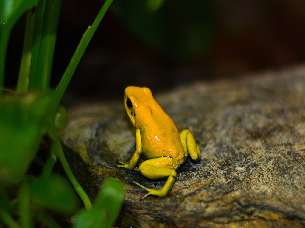 Golden Poison Frog 1