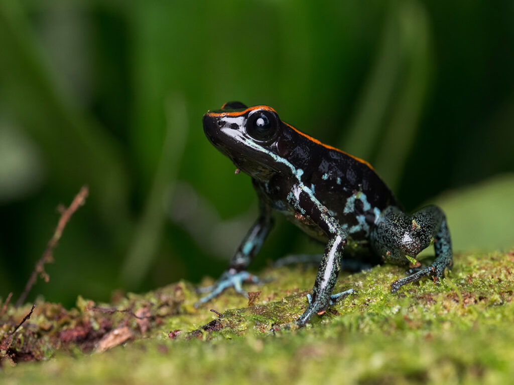 Golfo Dulce Poison Dart Frog